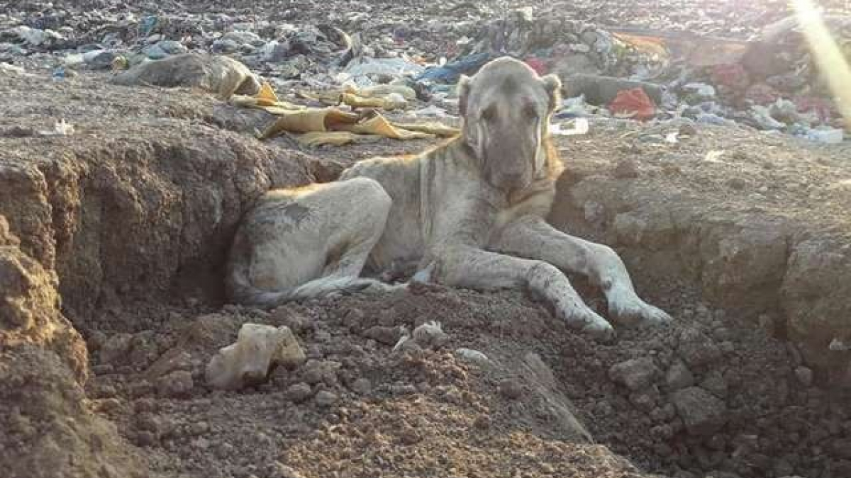 Illustration : "Parmi la centaine de chiens errants dans cette décharge turque, une association sauve les plus faibles"