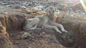 Illustration : Parmi la centaine de chiens errants dans cette décharge turque, une association sauve les plus faibles