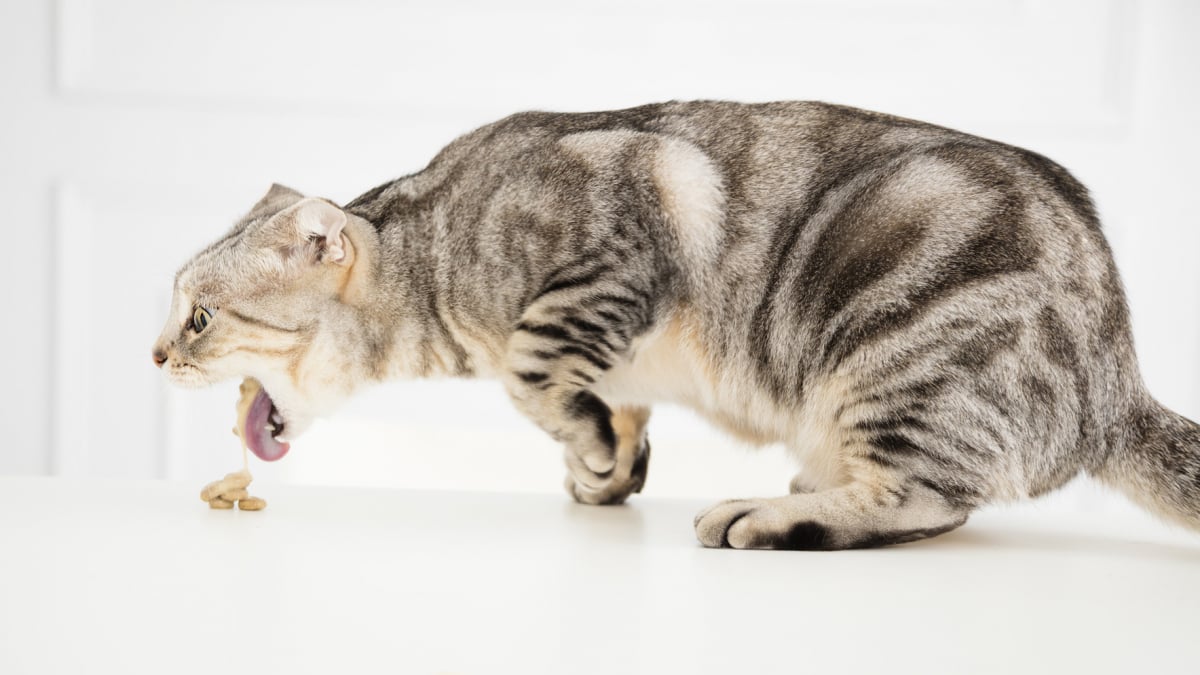 Illustration : "Les problèmes digestifs chez le chat"