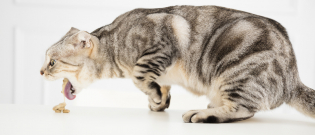 Illustration : "Les problèmes digestifs chez le chat"