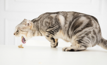 Illustration : "Les problèmes digestifs chez le chat"