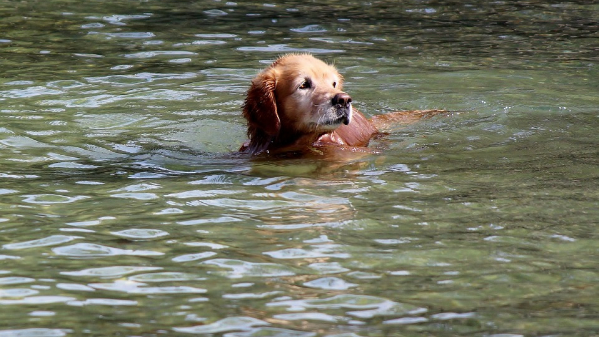 Illustration : "Une femme tombe dans l’eau d’un étang gelé en voulant secourir son chien"