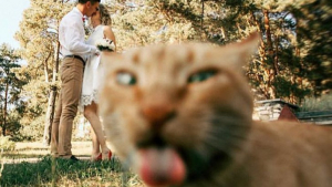 Illustration : 19 photos prouvant qu'avoir un chat ou un chien dans sa vie lui donne une tout autre dimension