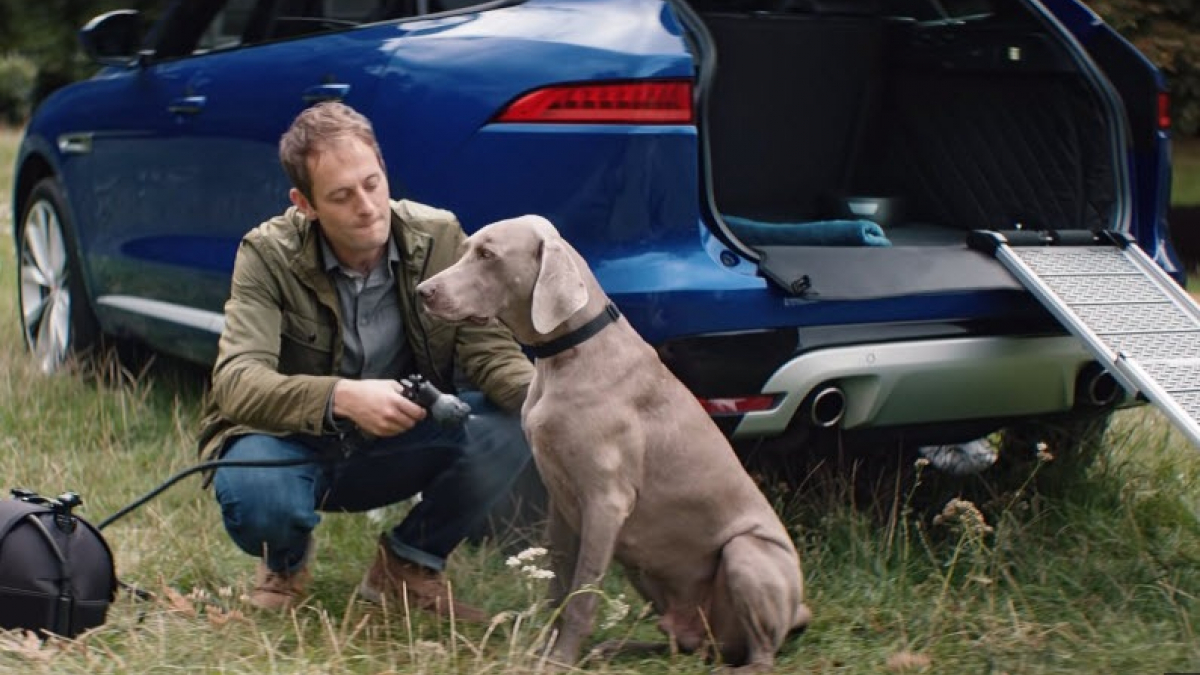 Illustration : "Jaguar pense aux chiens avec une gamme de produits canins (vidéo)"