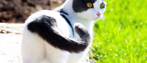 Illustration : "Vous voulez un éternel chaton ? Le Munchkin est fait pour vous. La preuve en 12 images"