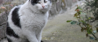 Illustration : "Prendre soin d’un chat âgé"