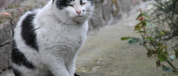 Illustration : "Prendre soin d’un chat âgé"