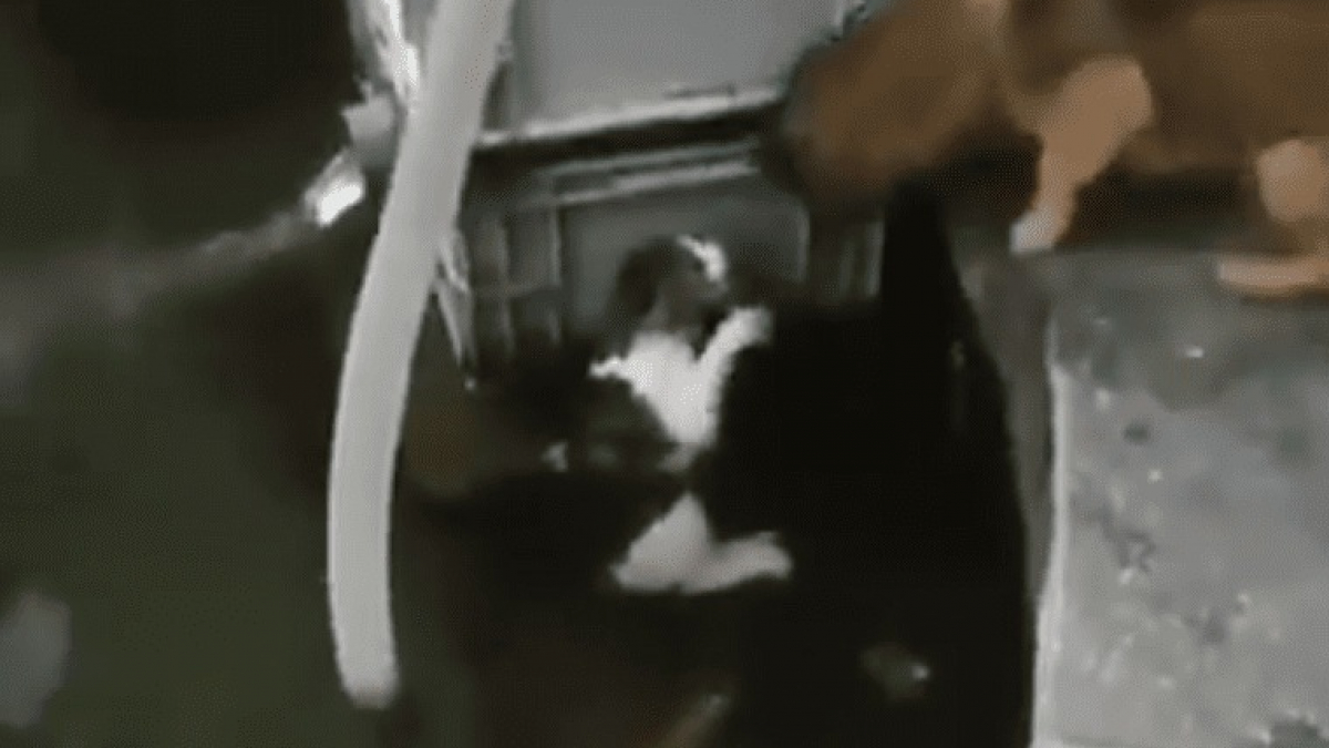 Illustration : "(Vidéo) Un chien sauve in-extremis un chat de la noyade"