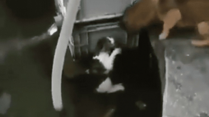 Illustration : (Vidéo) Un chien sauve in-extremis un chat de la noyade
