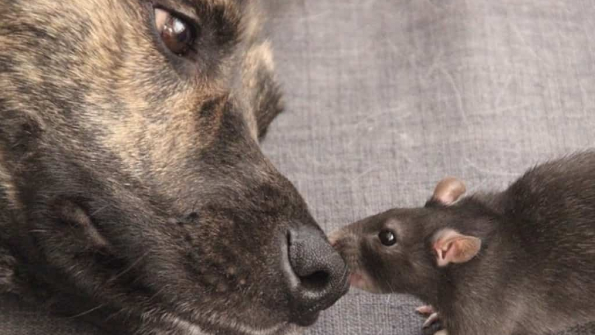 Illustration : "Un chien combat l’ennui en devenant le meilleur ami d’un rat"