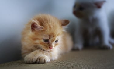 Illustration : "La dépression chez le chat"
