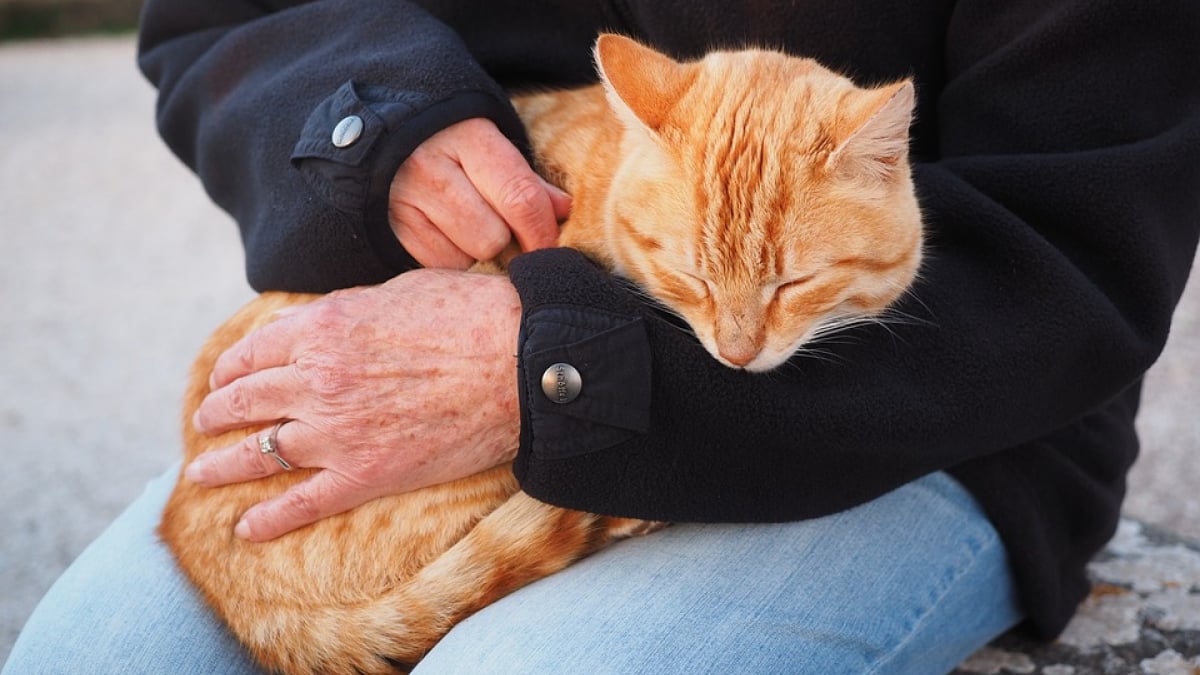 Illustration : "Les indispensables pour la trousse de secours du chat"