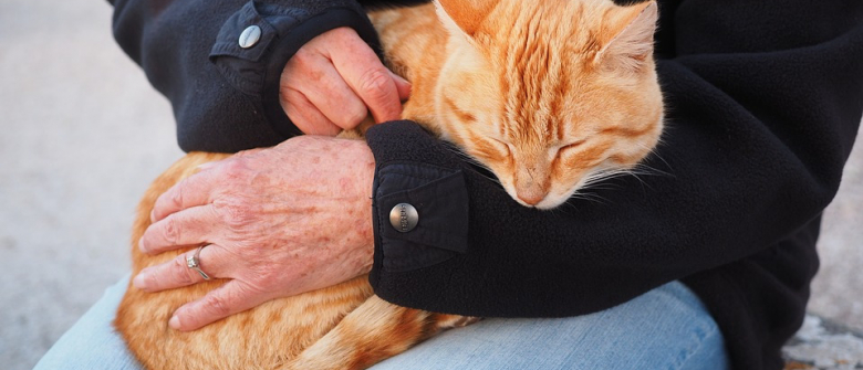 Illustration : "Les indispensables pour la trousse de secours du chat"