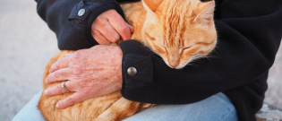 Illustration : "Les indispensables pour la trousse de secours du chat"