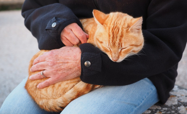 Illustration : "Les indispensables pour la trousse de secours du chat"