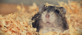 Illustration : "Les morsures de hamster"