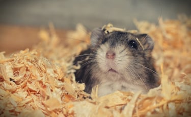 Illustration : "Les morsures de hamster"