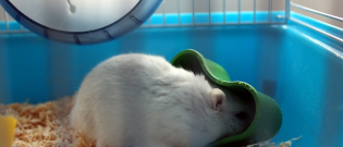 Illustration : "Les mélanges maison pour hamster"