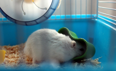 Illustration : "Les mélanges maison pour hamster"