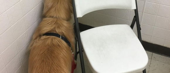 Illustration : "17 chiens et chats qui ont tout fait pour ne pas aller chez le vétérinaire"