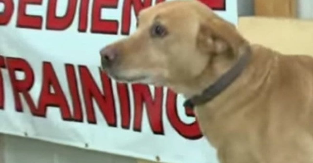 Un chien policier à la retraite abandonné par son ancien