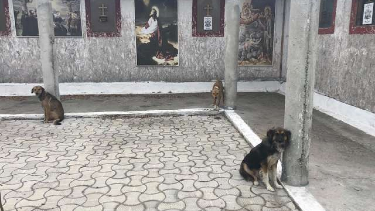 Illustration : "18 chiens très maigres retrouvés attachés dans la cour d’un cimetière roumain"