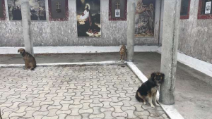 Illustration : 18 chiens très maigres retrouvés attachés dans la cour d’un cimetière roumain