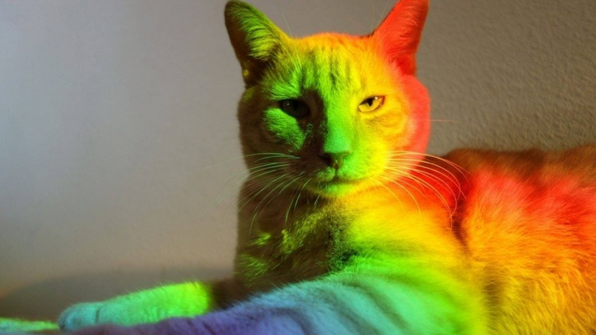 Illustration : "16 photos prouvant que les chats sont des œuvres d'art vivantes"