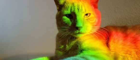 Illustration : "16 photos prouvant que les chats sont des œuvres d'art vivantes"