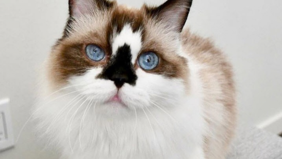 Illustration : "Découvrez les 19 chats les plus photogéniques du web "