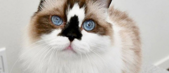 Illustration : "Découvrez les 19 chats les plus photogéniques du web "