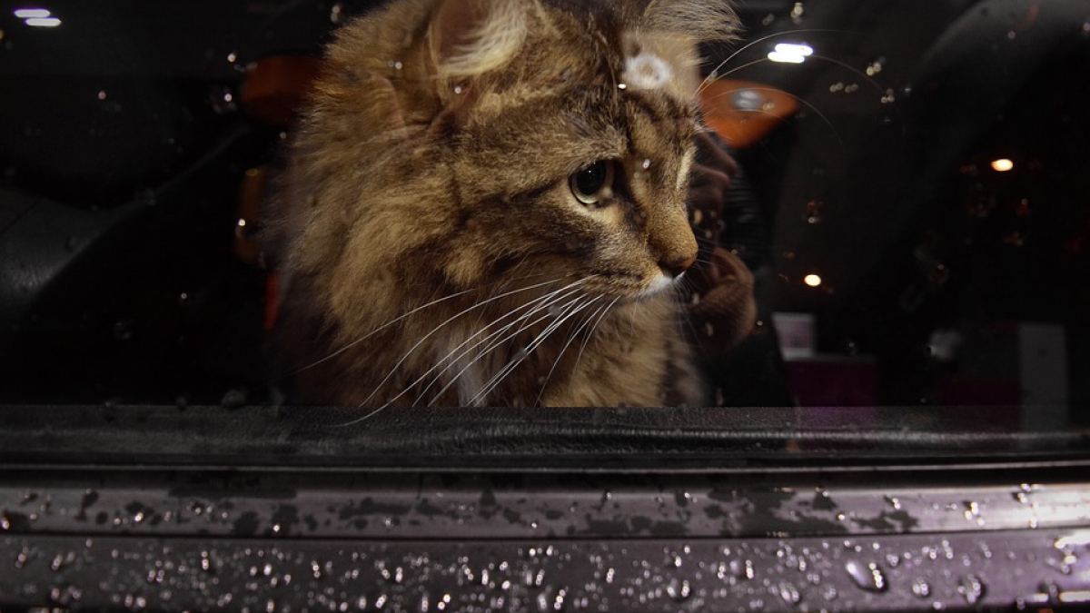 Illustration : "Une nouvelle loi autorise policiers et pompiers à forcer l'accès des véhicules pour libérer les chats qui y sont enfermés"