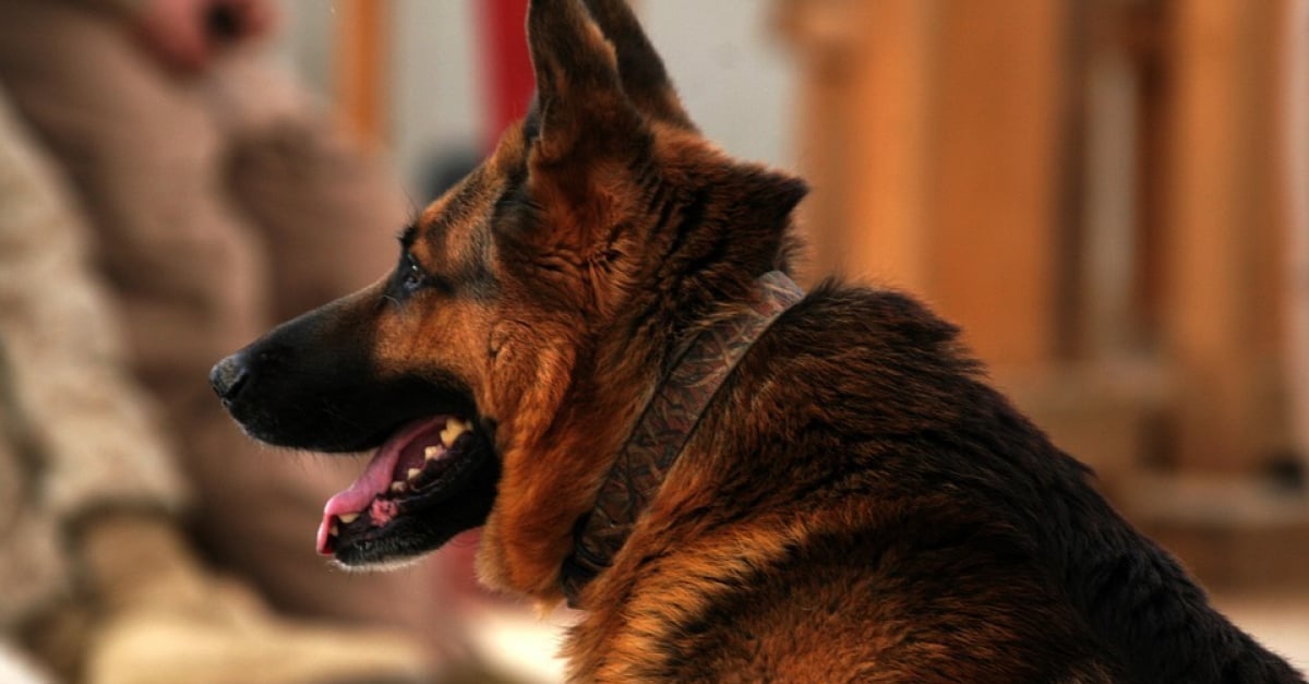 Moins De Chiens à Oreilles Pointues Pour Assurer La Sécurité