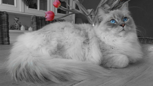 Illustration : 6 races de grands chats qui ont beaucoup de succès auprès des familles