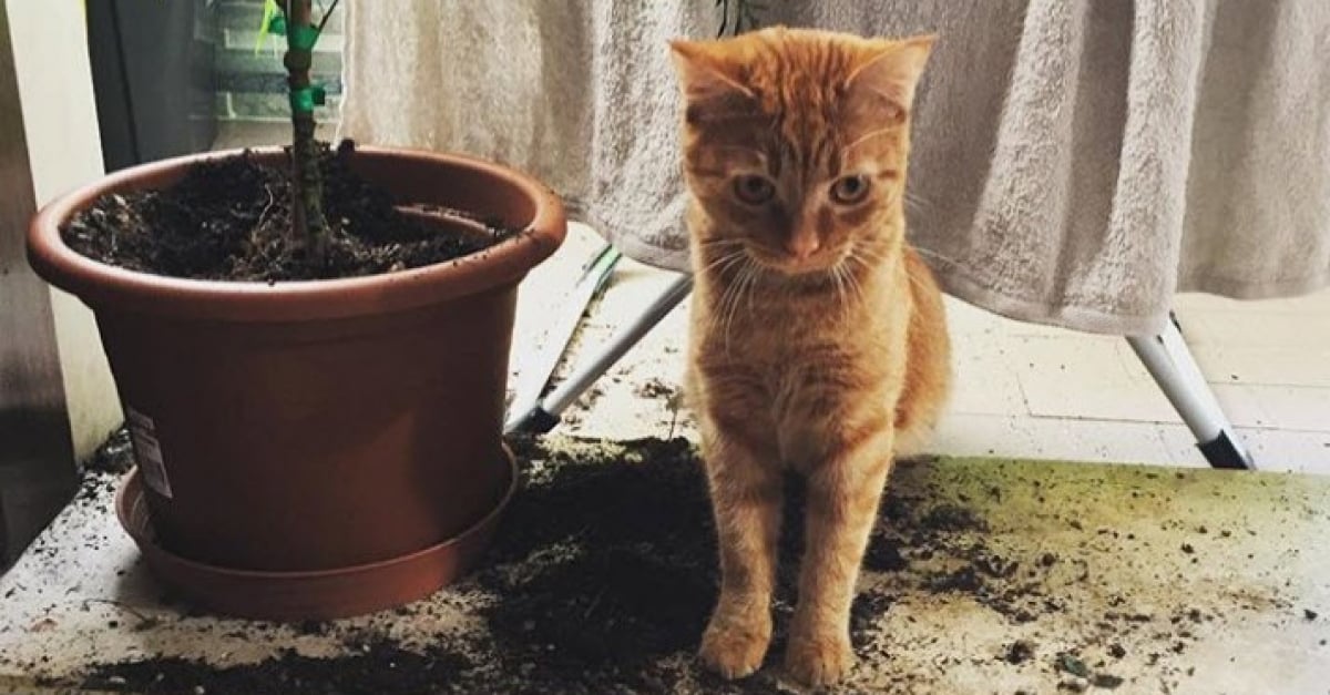 17 Chats Qui Ont Decide De N En Faire Qu A Leur Tete