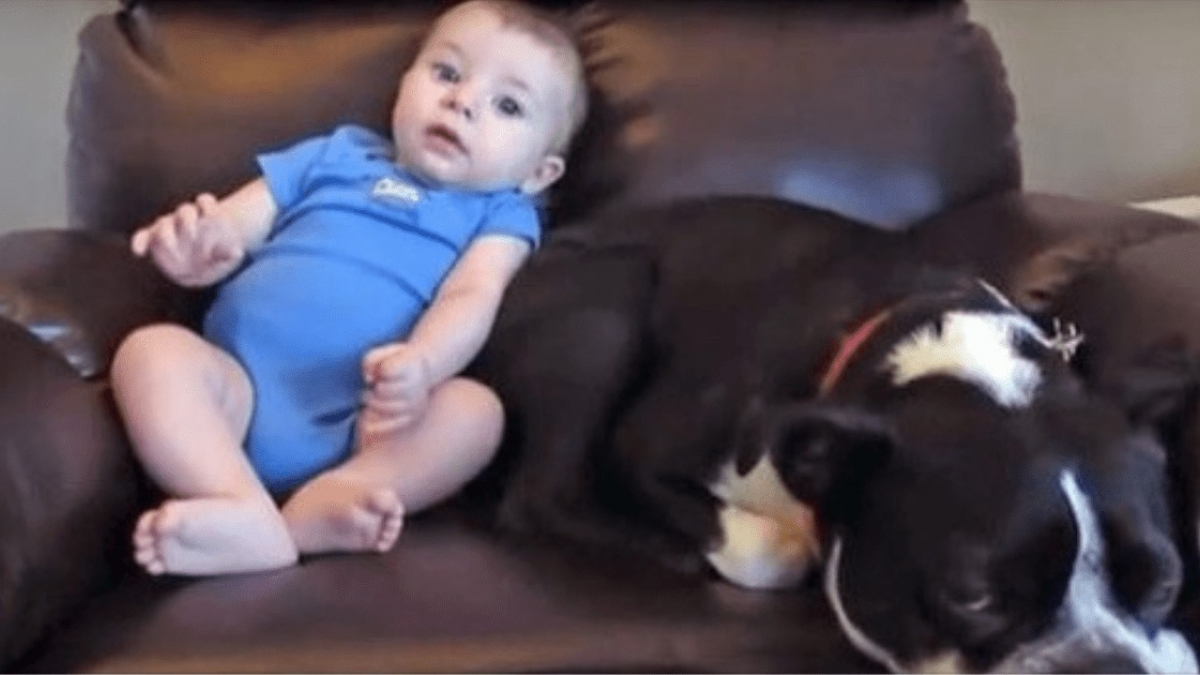 Illustration : "La surprenante réaction d’un chien face à un bébé qui a fait dans sa couche (vidéo)"