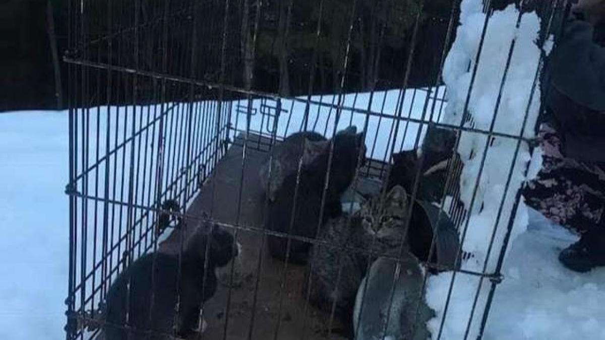 Illustration : "12 chatons abandonnés dans la neige et frigorifiés, sauvés grâce à un groupe de bénévoles"