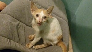 Illustration : Ce chaton à la mâchoire cassée semblait condamné, mais une femme au grand cœur a cru en lui