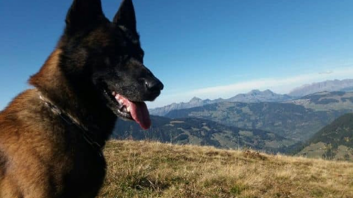 Illustration : "Savoie : Un jeune skieur miraculeusement sauvé grâce au chien gendarme"