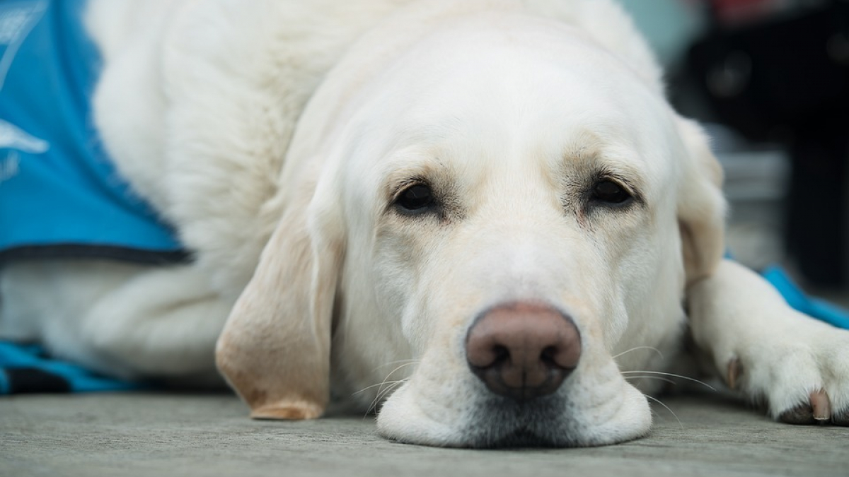 Illustration : "Le chien guide d'une bénévole non voyante refoulé de l'église par un prêtre lors d'un repas de Noël"