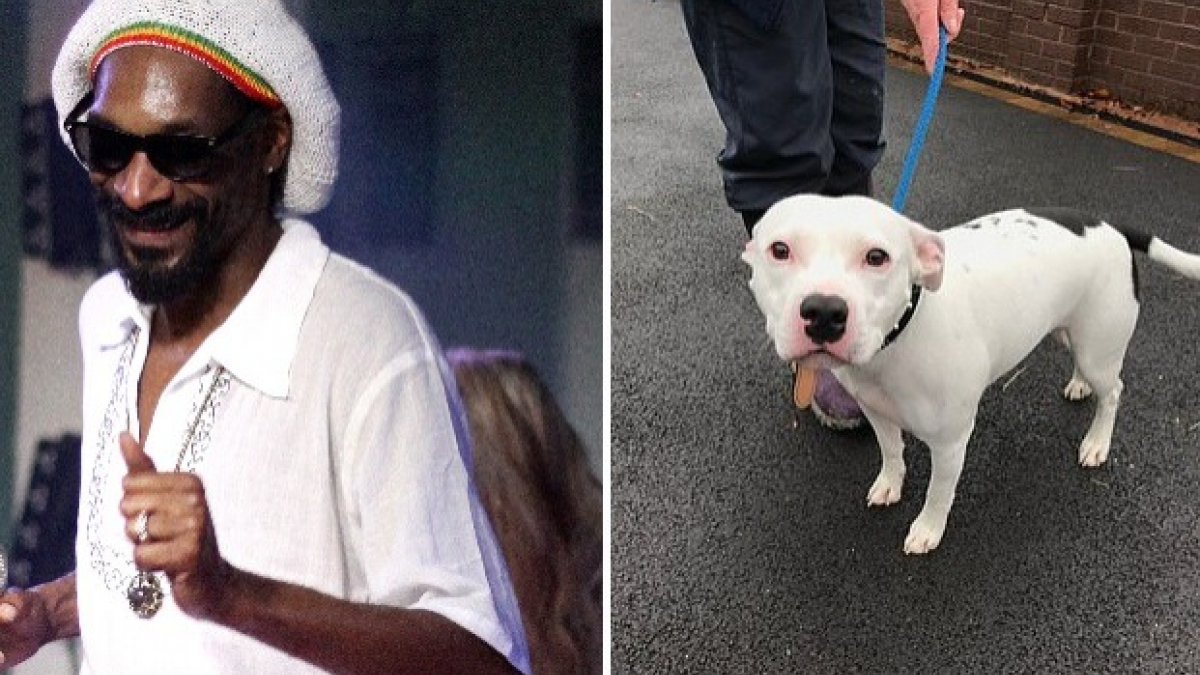Illustration : "Snoop Dogg parmi les célébrités ayant proposé d'accueillir le chien abandonné par un automobiliste"