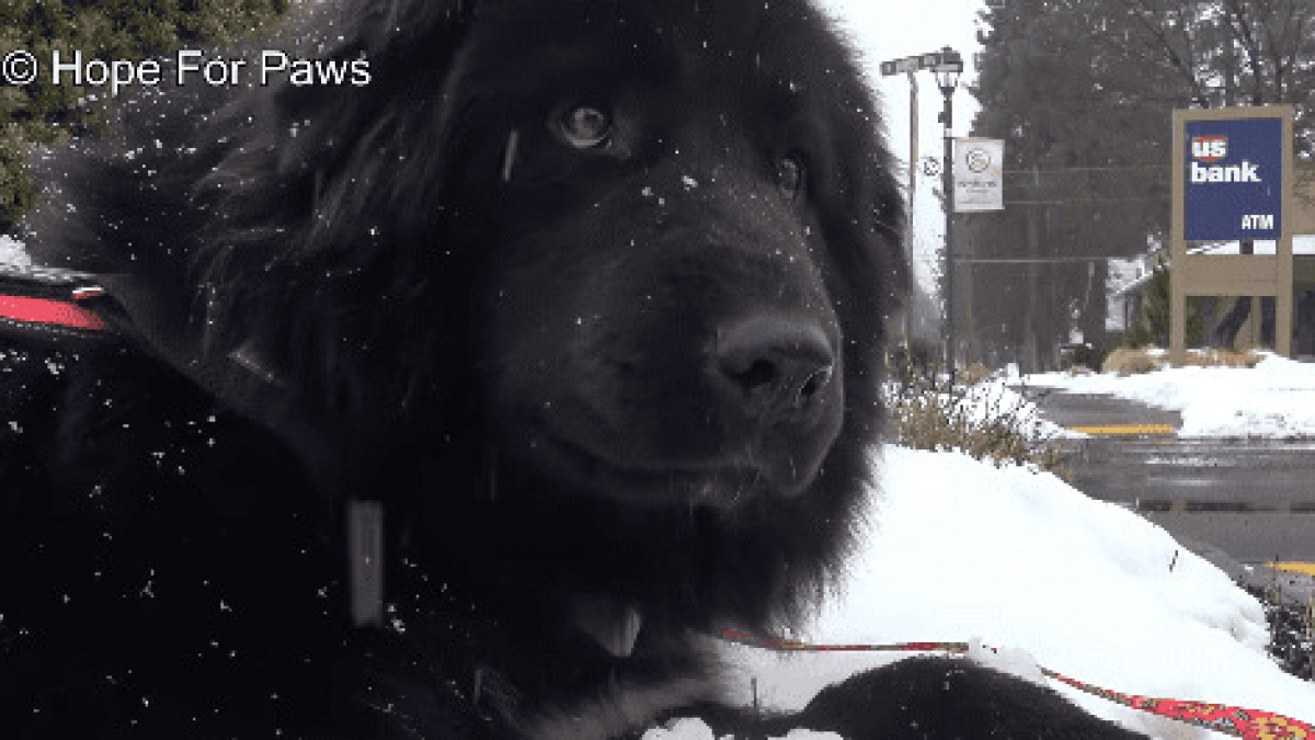 Illustration : "La fabuleuse réaction d’Everest ancien chien errant, lorsqu’il découvre la neige"