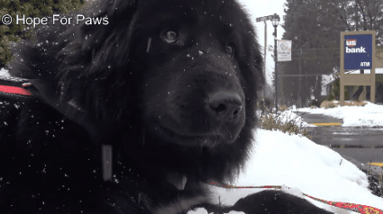 Illustration : La fabuleuse réaction d’Everest ancien chien errant, lorsqu’il découvre la neige