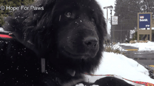Illustration : La fabuleuse réaction d’Everest ancien chien errant, lorsqu’il découvre la neige