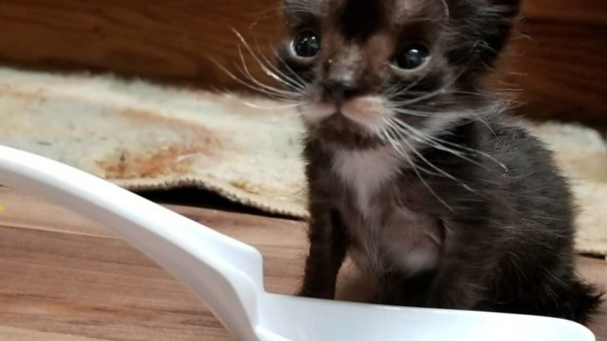 Illustration : "Ce chaton n’était pas plus grand qu’une cuillère à soupe lorsqu’il a été secouru"