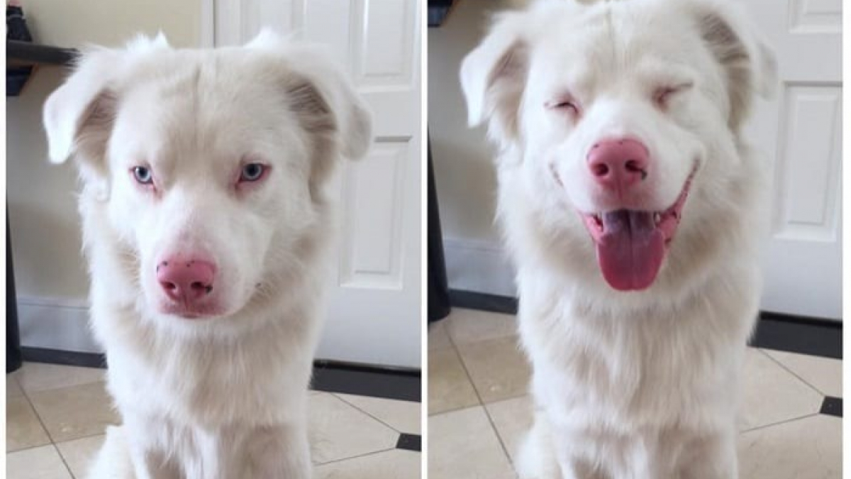 Illustration : "14 photos de chiens avant et après avoir été complimentés"