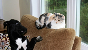 Illustration : "Je t'aime... moi non plus" version chats et chiens en 17 photos