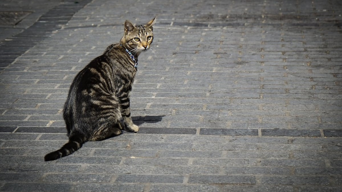 Tout savoir sur le collier GPS pour chat