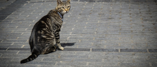 Illustration : "Le collier GPS pour chat"