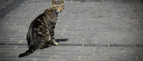 Illustration : "Le collier GPS pour chat"